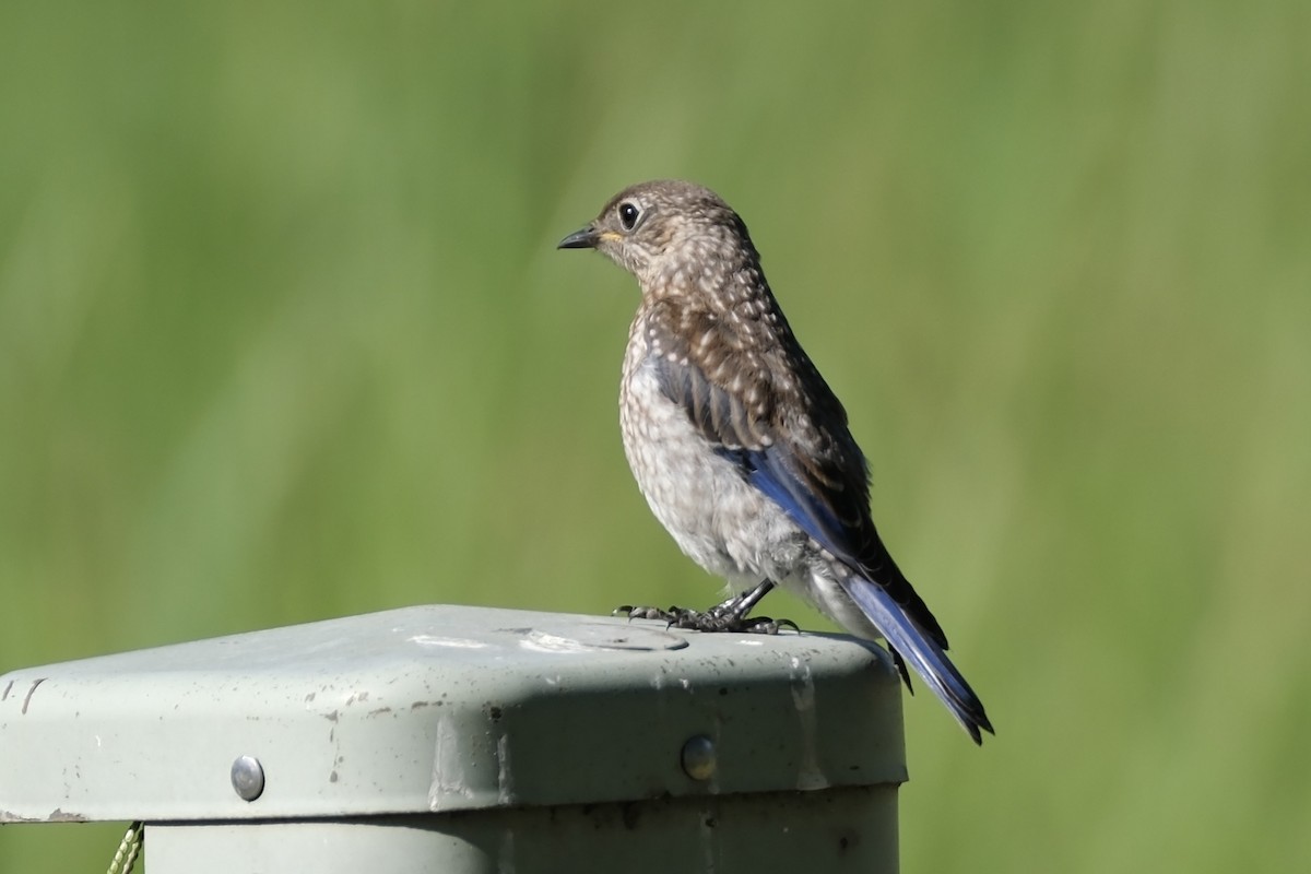 Eastern Bluebird - ML620301918