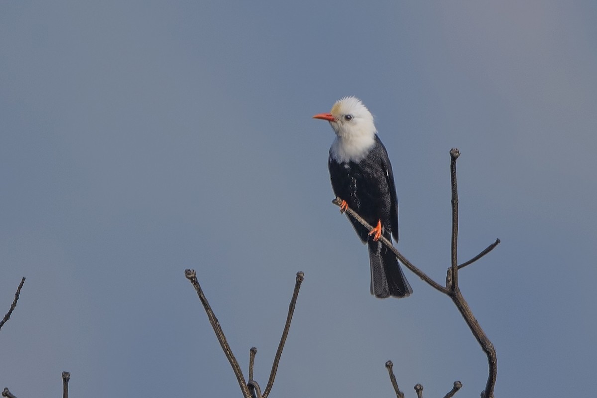 Bulbul Negro - ML620301920