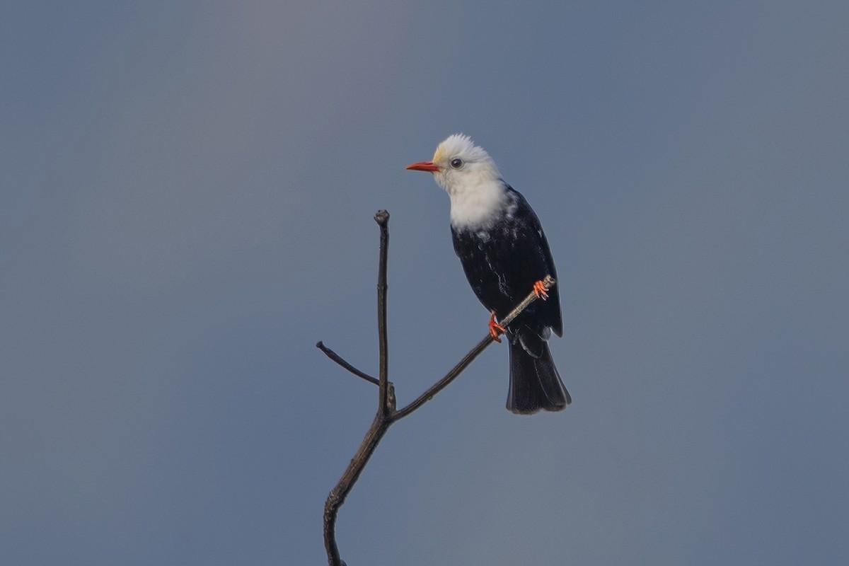 Bulbul Negro - ML620301922