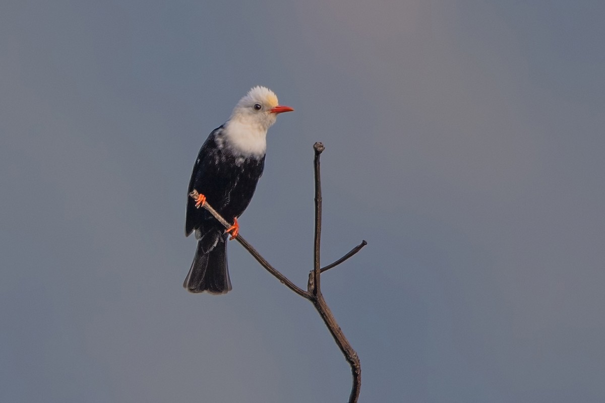 Bulbul Negro - ML620301923