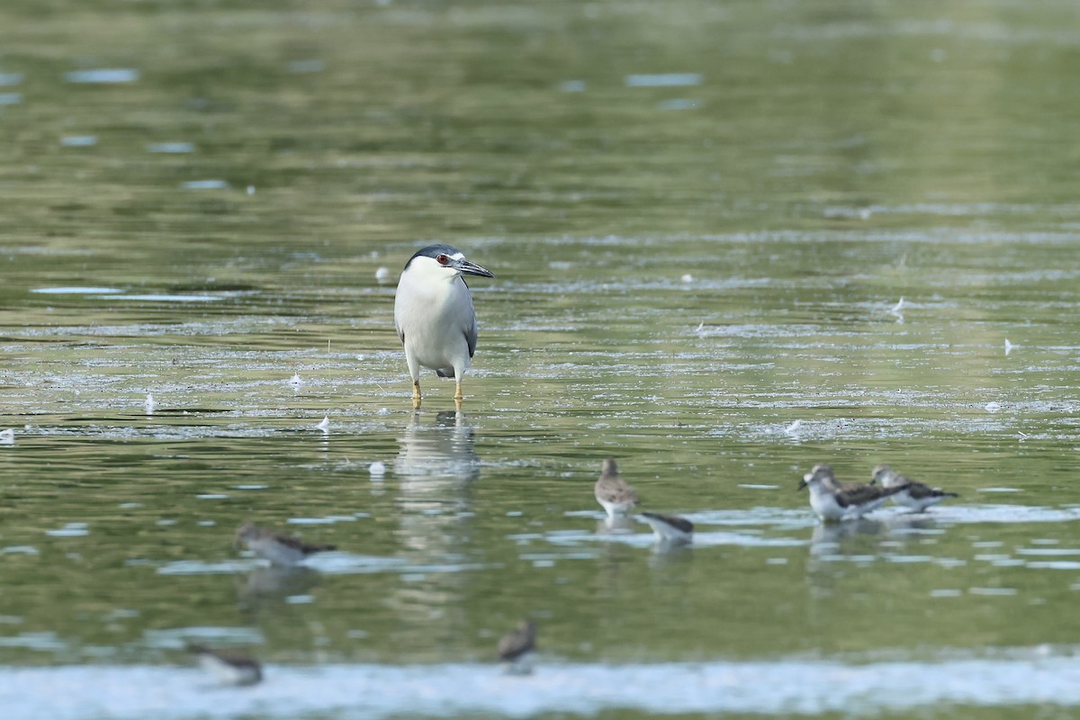 Black-crowned Night Heron - ML620301926