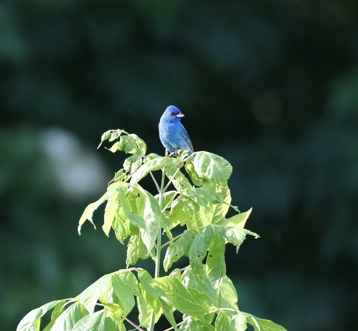 Indigo Bunting - ML620301929