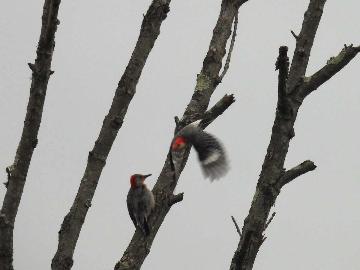 Red-bellied Woodpecker - ML620301930