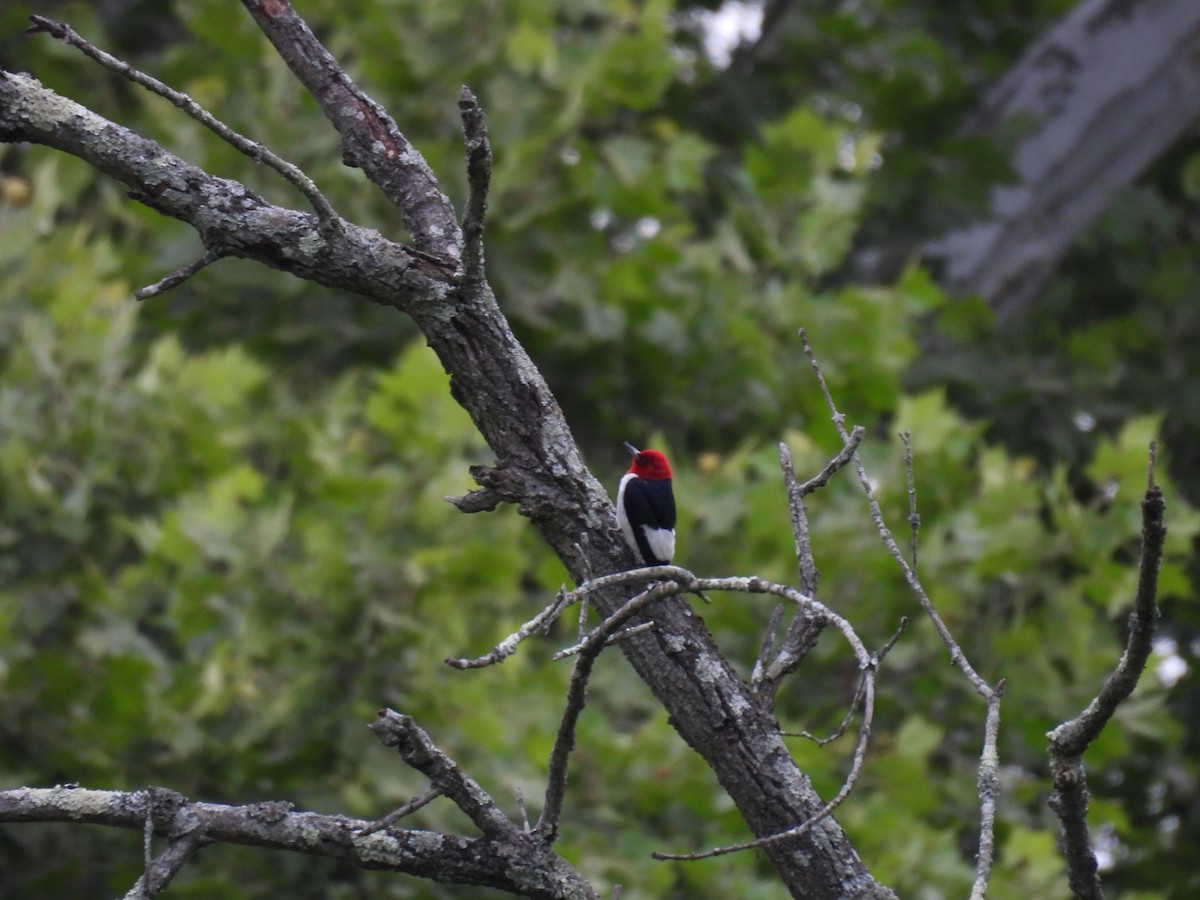 Pic à tête rouge - ML620301933