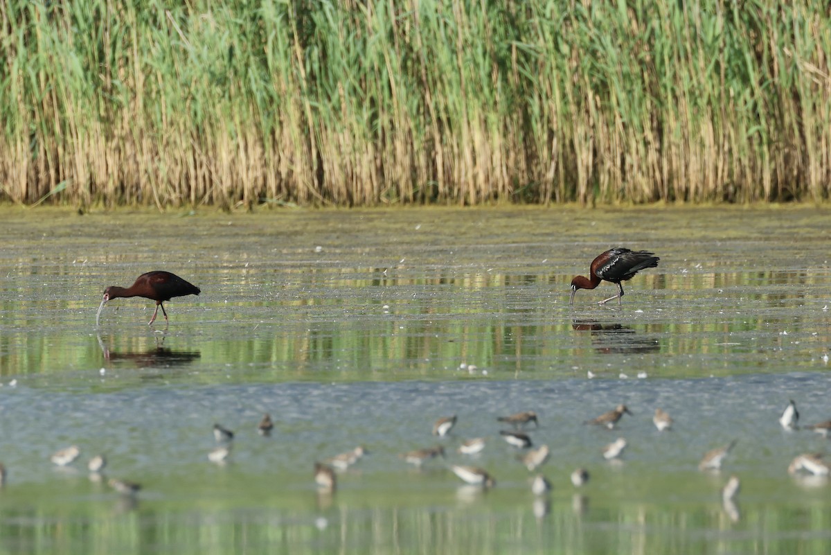 Glossy Ibis - ML620301934