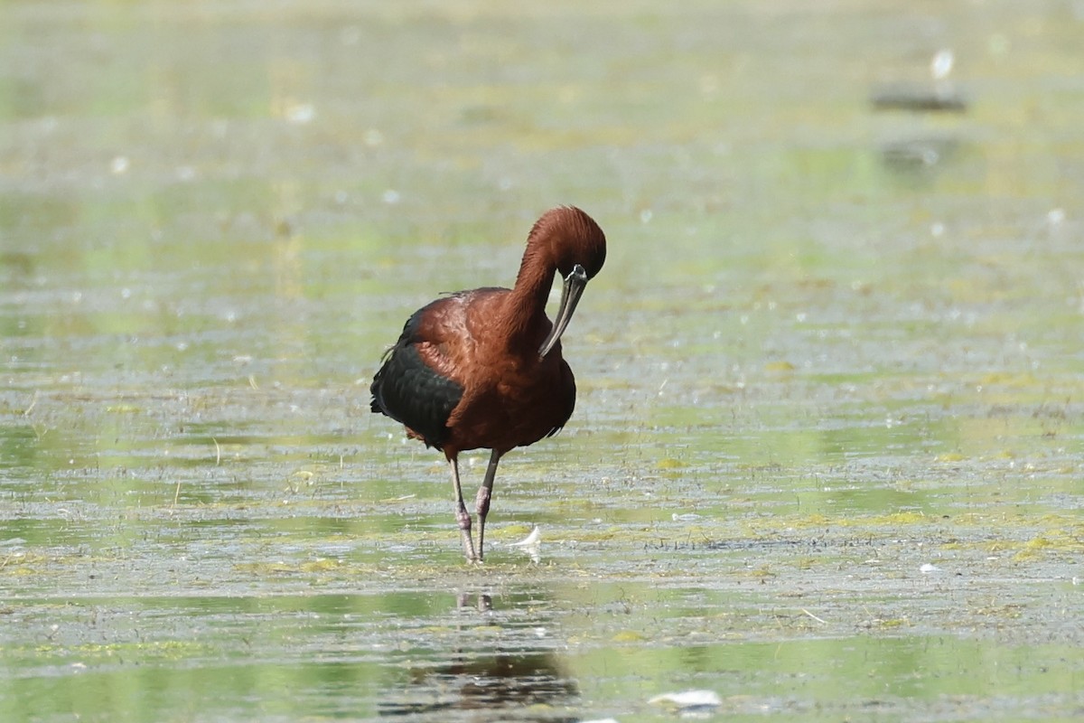 Glossy Ibis - ML620301938