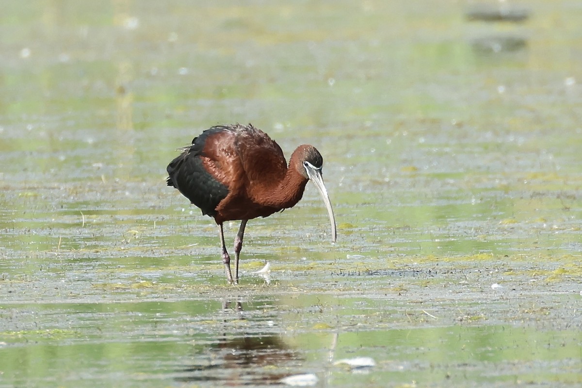 ibis hnědý - ML620301939