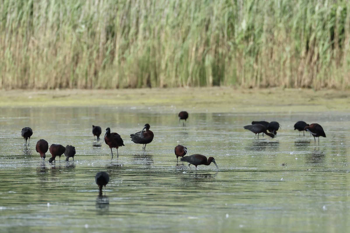 Glossy Ibis - ML620301940