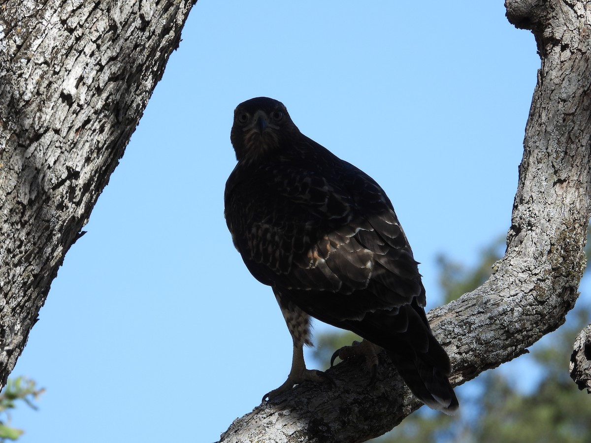 Red-tailed Hawk - ML620301941