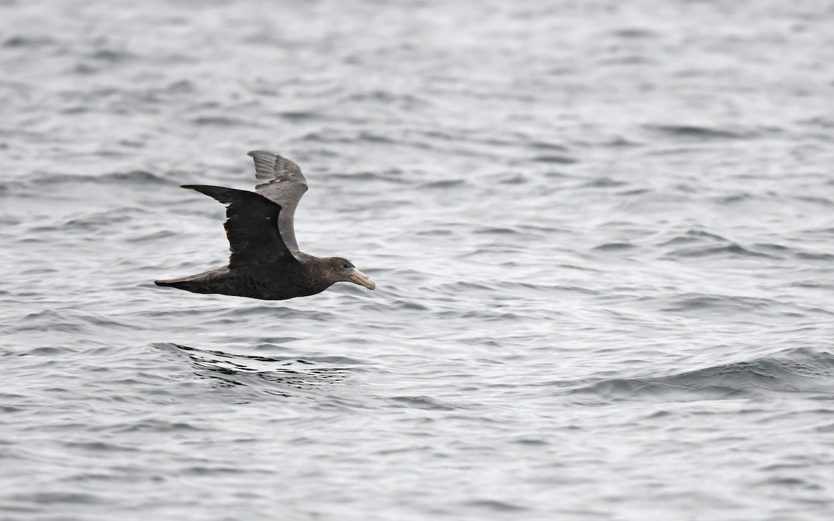 Southern Giant-Petrel - ML620301951