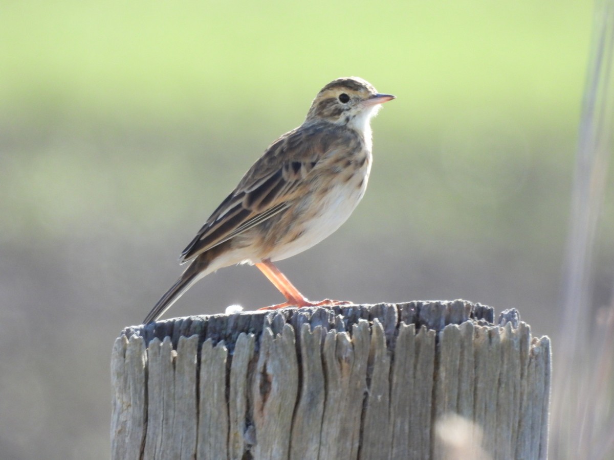 Bisbita Neozelandés (grupo australis) - ML620301955