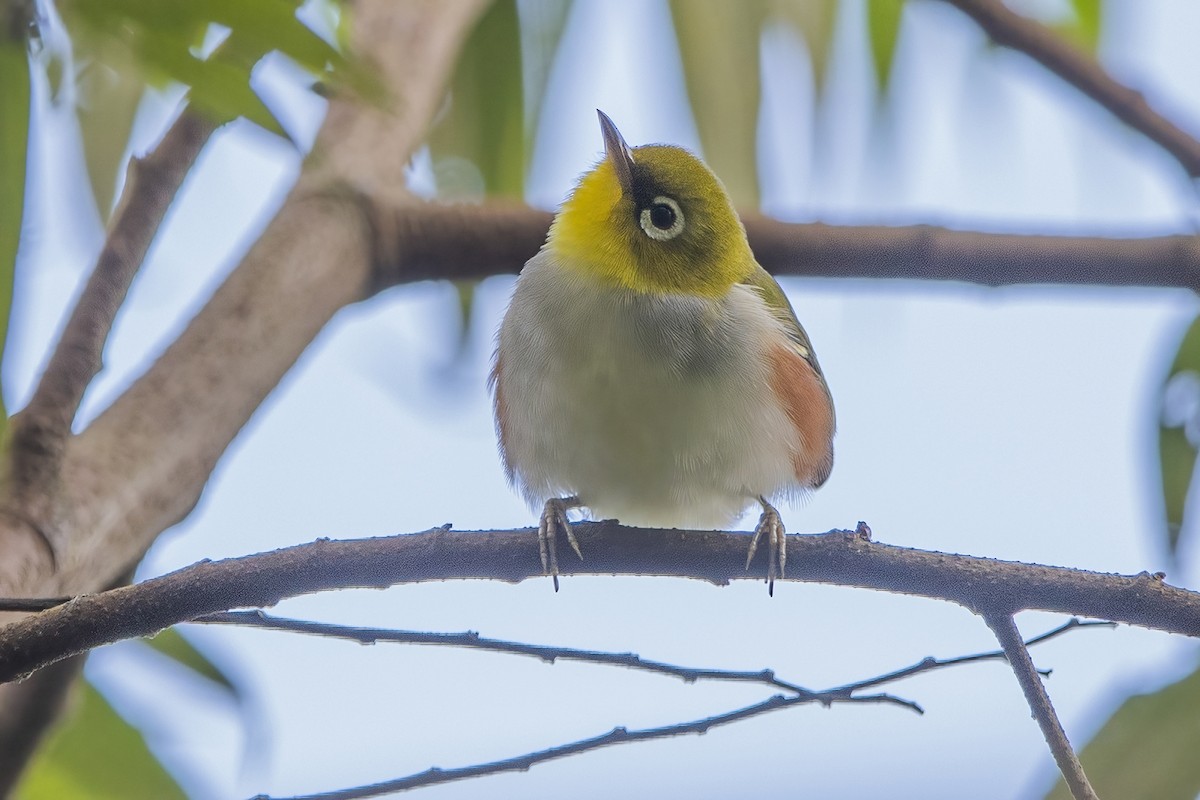 Chestnut-flanked White-eye - ML620301959