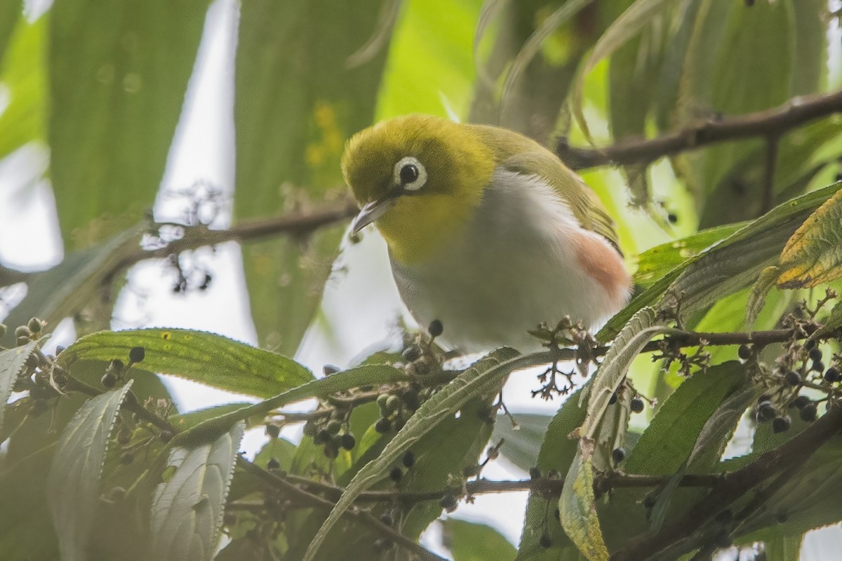 Chestnut-flanked White-eye - ML620301964