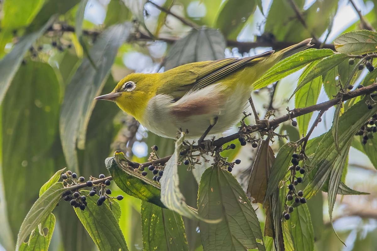 Chestnut-flanked White-eye - ML620301966