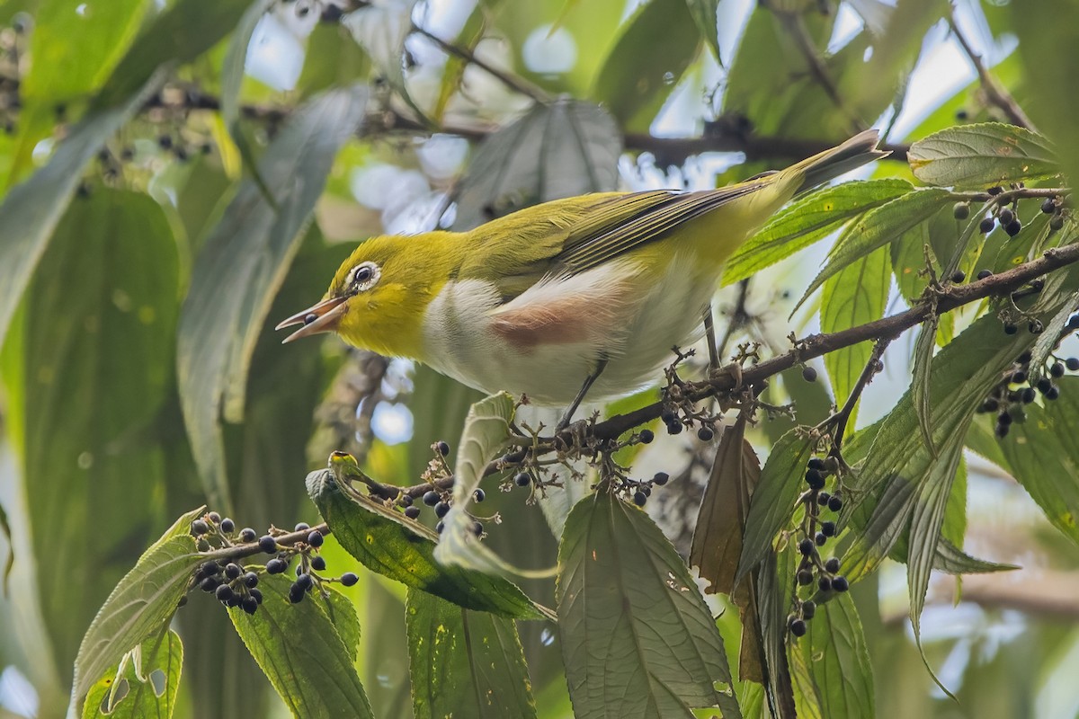 Chestnut-flanked White-eye - ML620301967