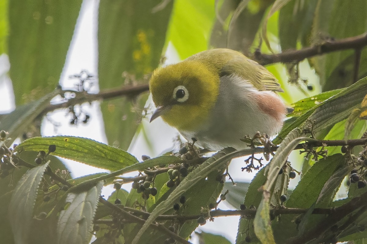 Chestnut-flanked White-eye - ML620301971