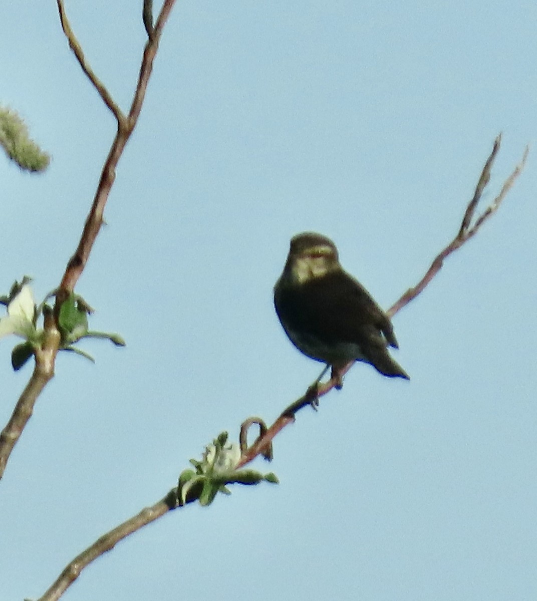 Northern Waterthrush - ML620301977