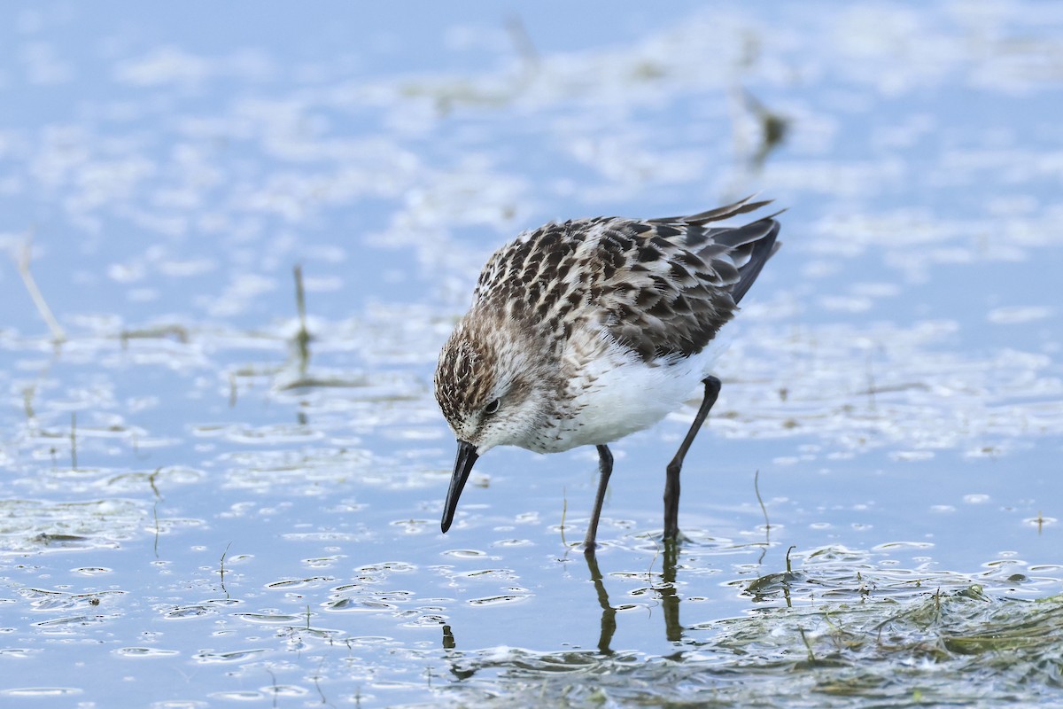 Semipalmated Sandpiper - ML620301979