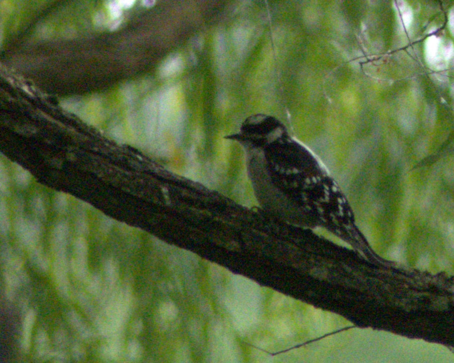 Downy Woodpecker - ML620301980