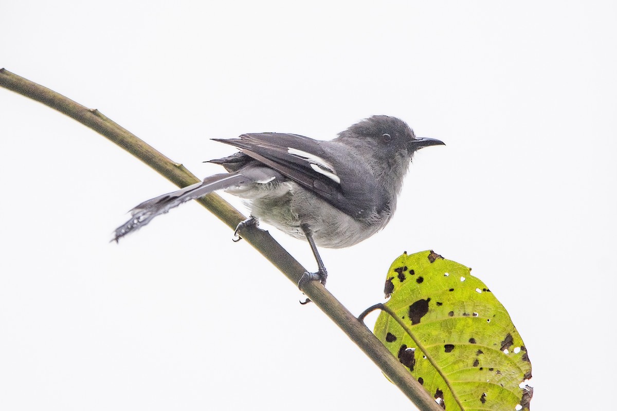 Long-tailed Sibia - ML620301986