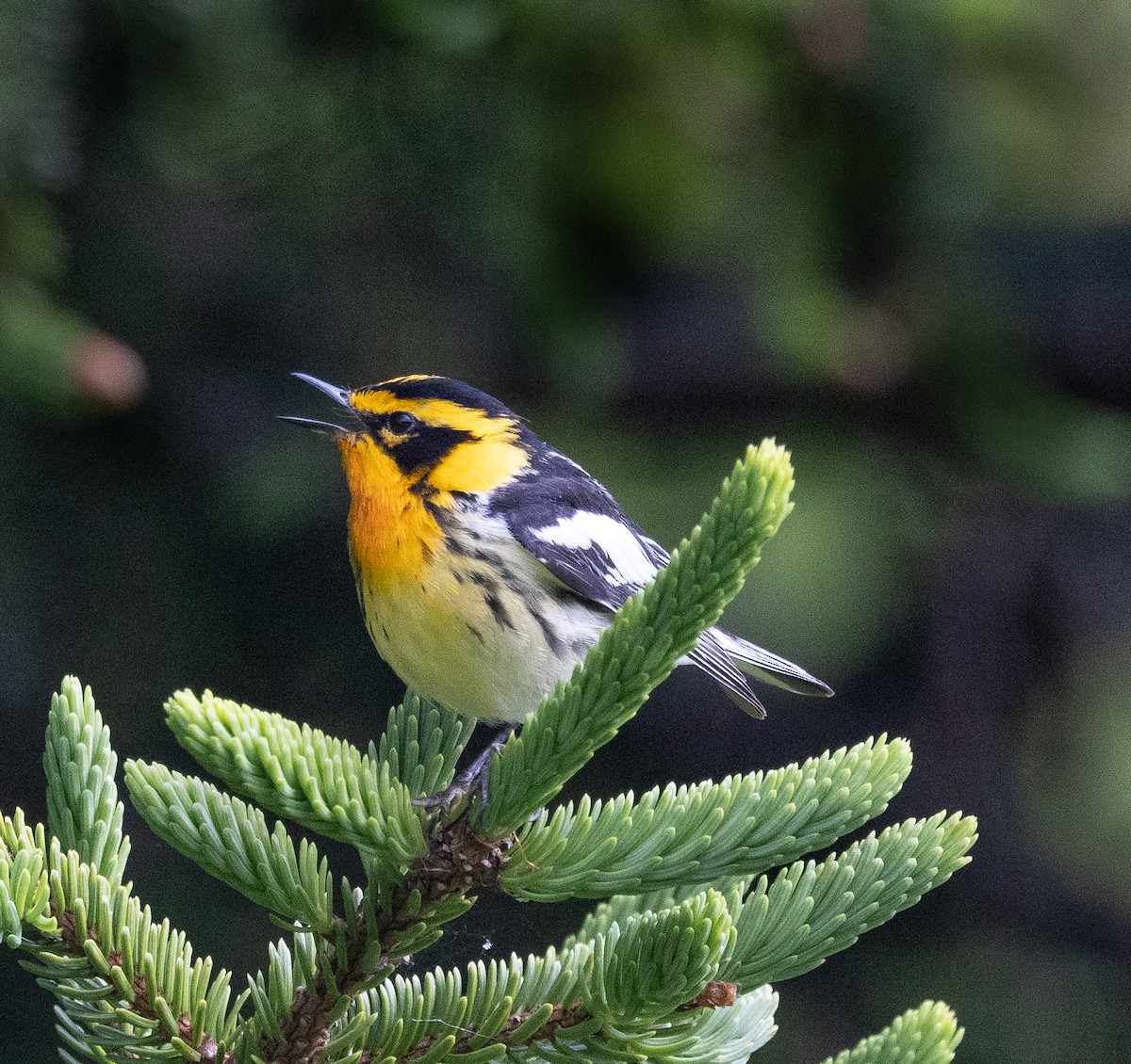 Blackburnian Warbler - ML620301992