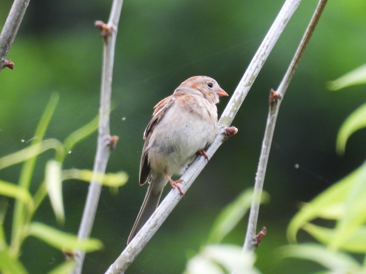 Field Sparrow - ML620301994