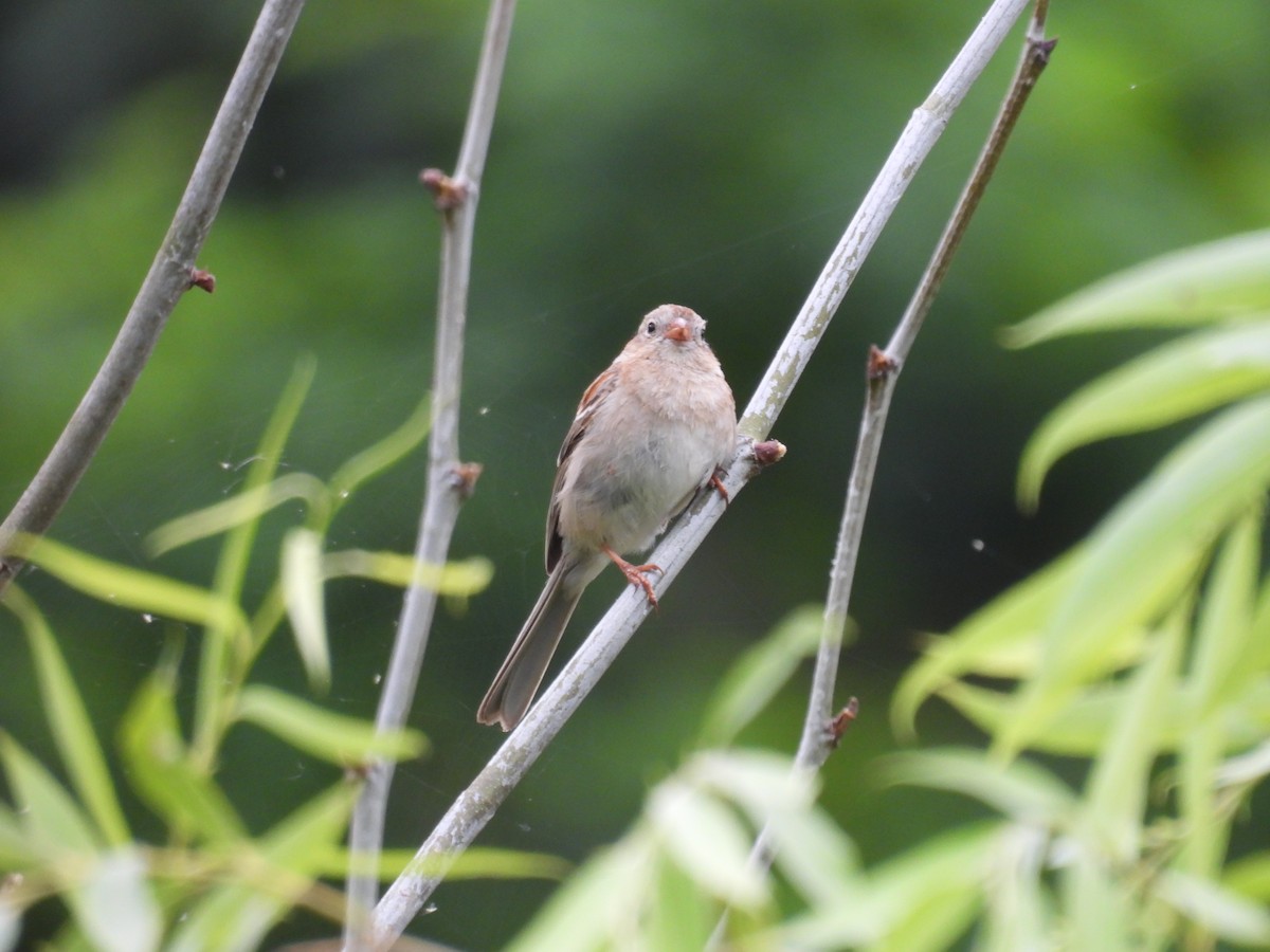 Field Sparrow - ML620301995