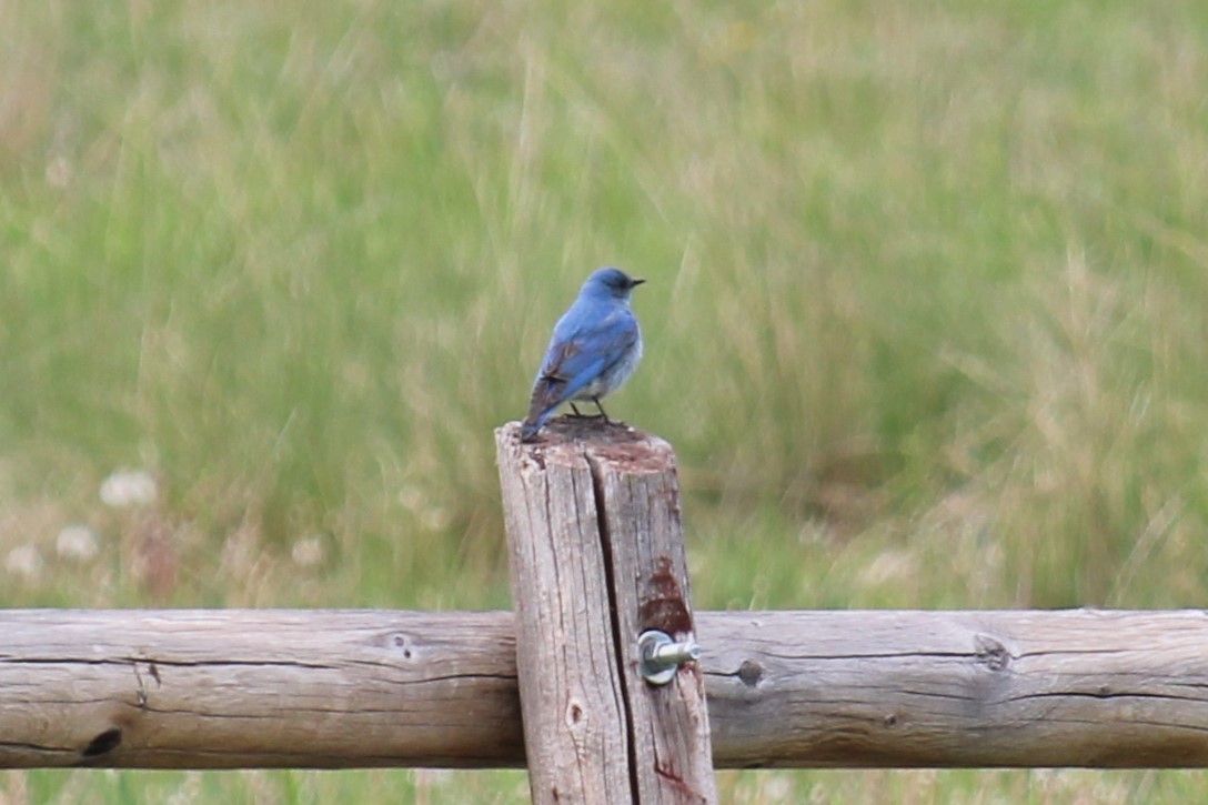 Mountain Bluebird - ML620301998