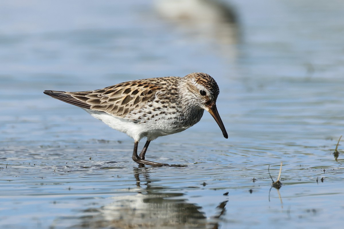 White-rumped Sandpiper - ML620302005