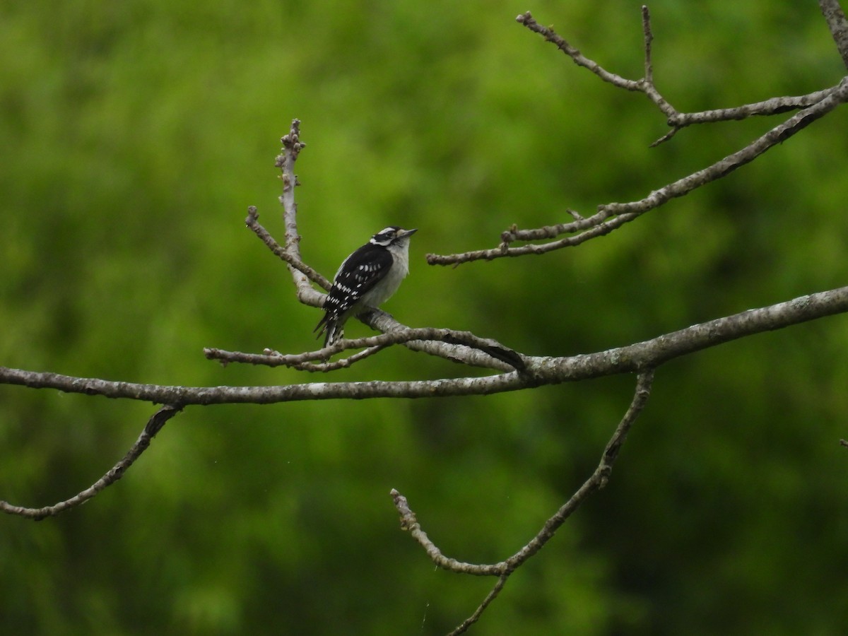 Downy Woodpecker - ML620302006