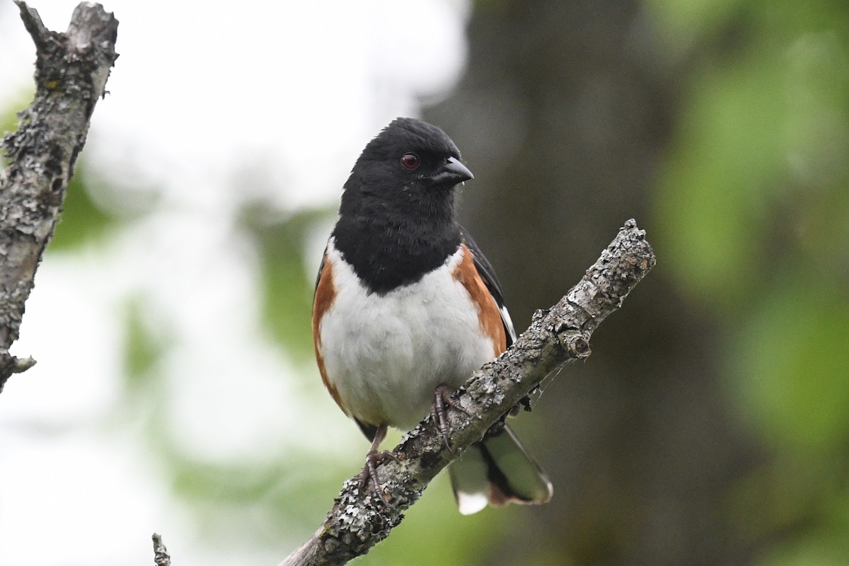 Eastern Towhee - ML620302009