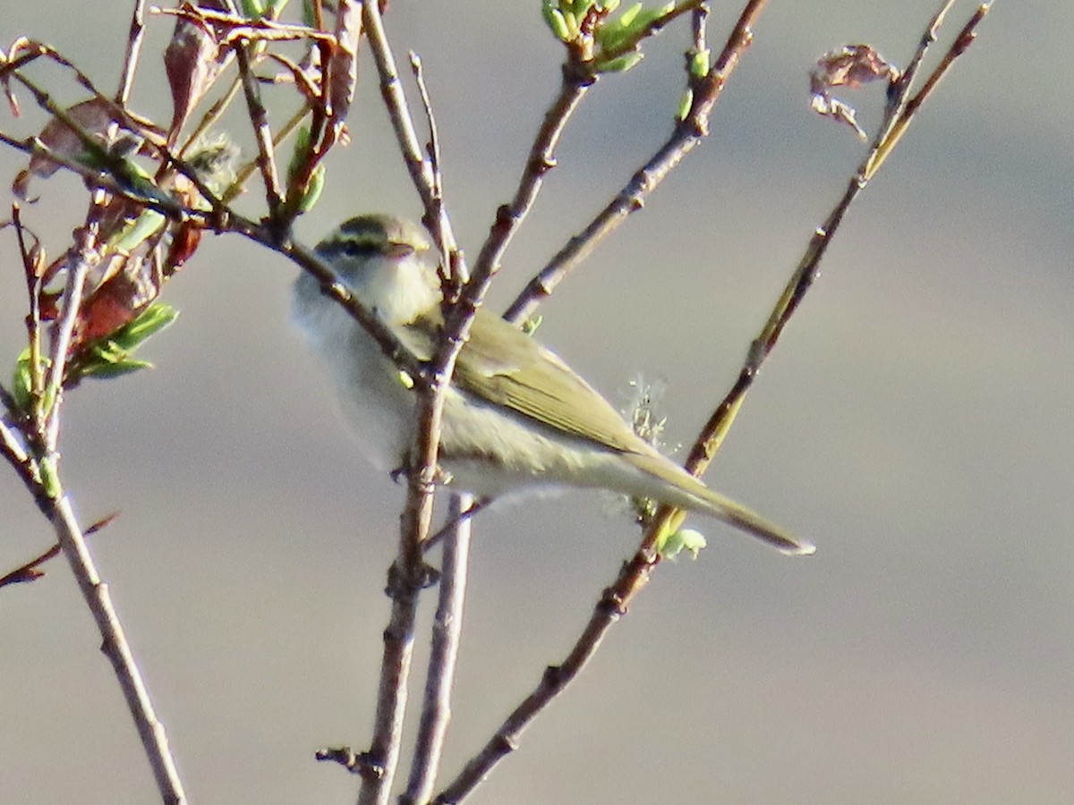 Arctic Warbler - ML620302011