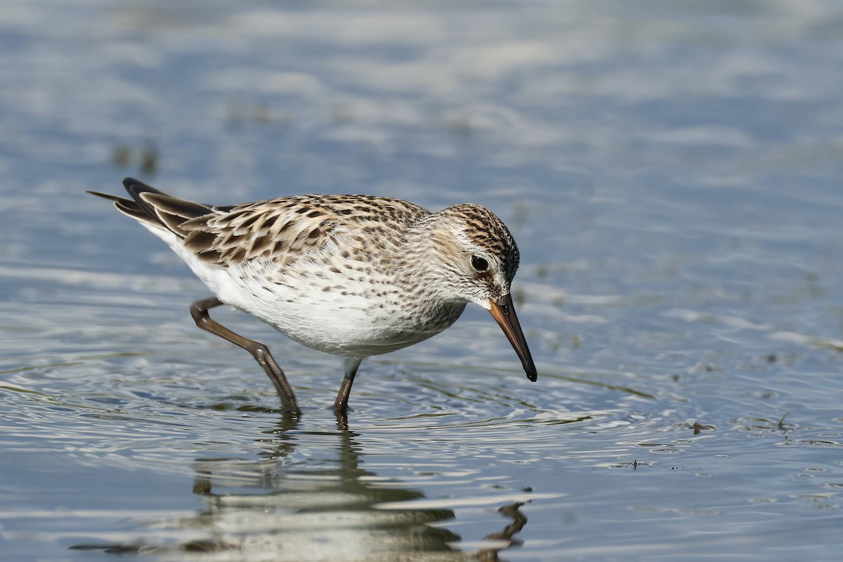 White-rumped Sandpiper - ML620302012