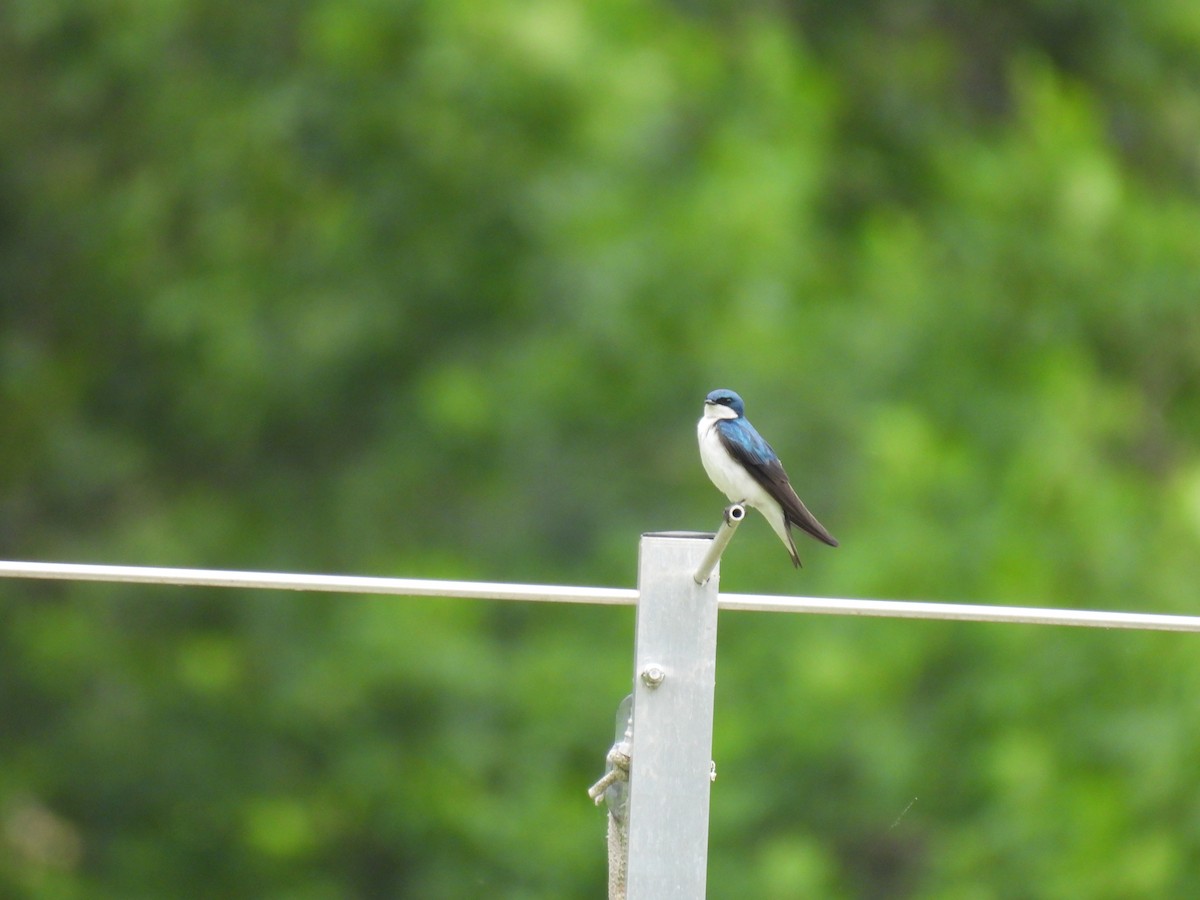 Golondrina Bicolor - ML620302020