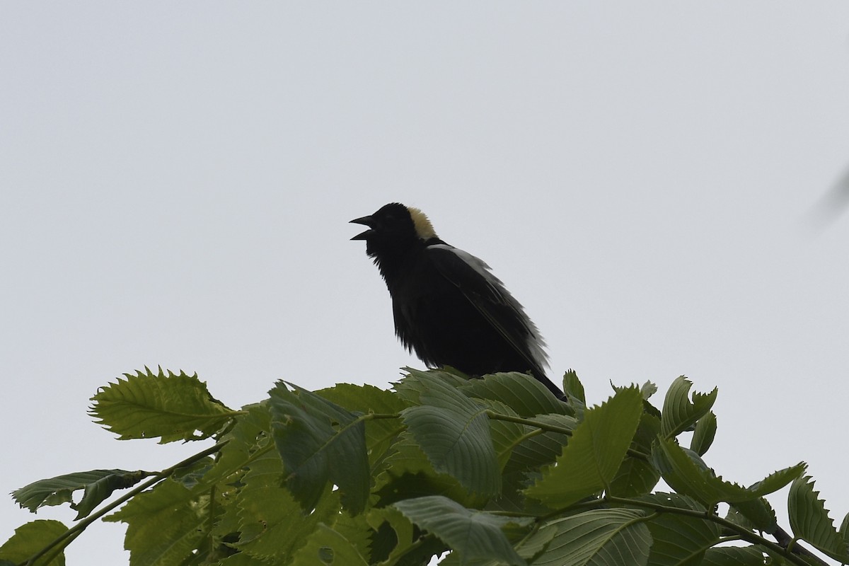 Bobolink - ML620302021