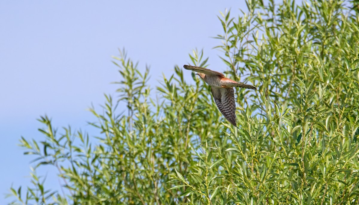 Common Cuckoo - ML620302024
