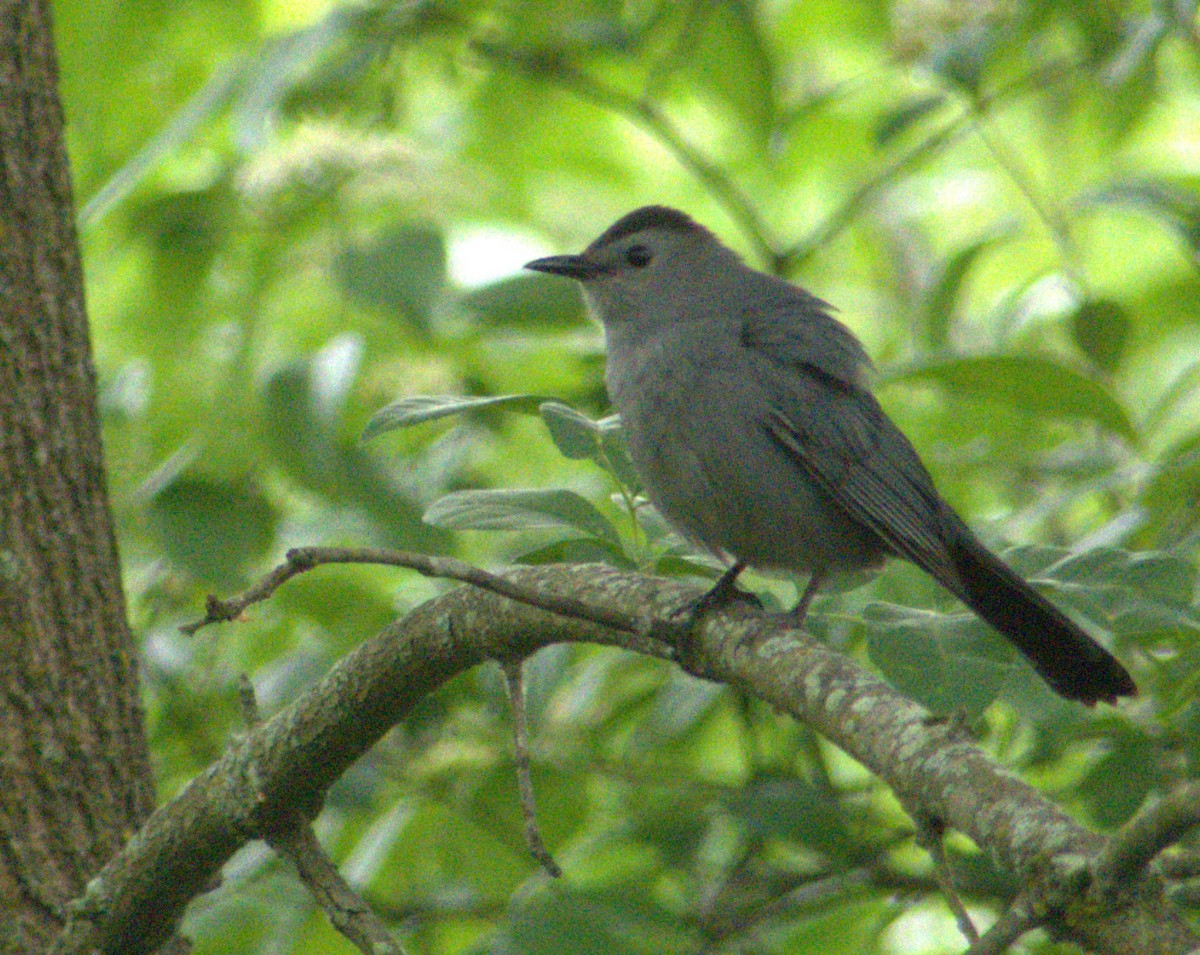 Gray Catbird - ML620302025