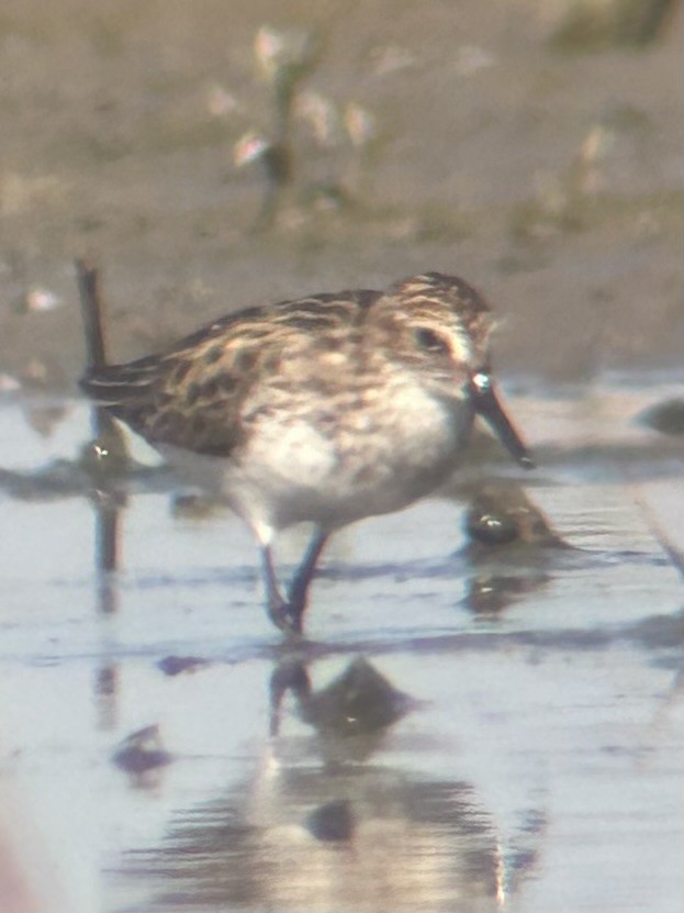 Semipalmated Sandpiper - ML620302028