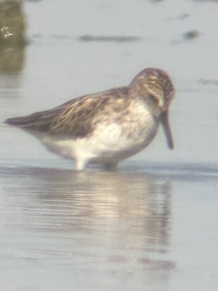 Semipalmated Sandpiper - ML620302029