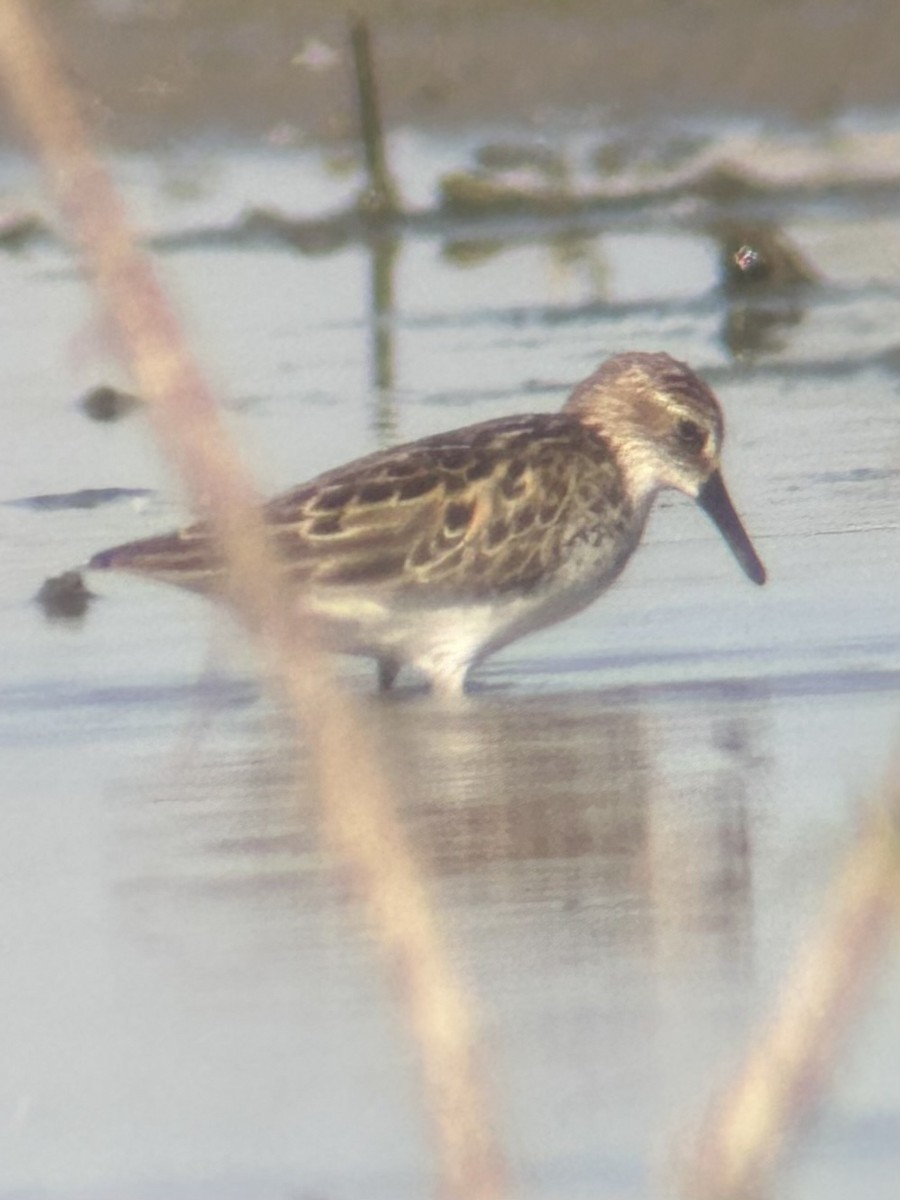 Semipalmated Sandpiper - ML620302030