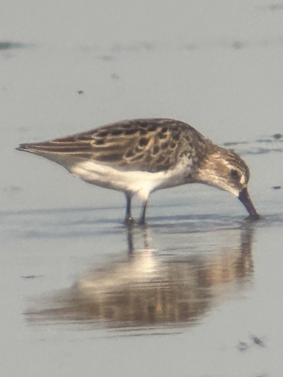 Semipalmated Sandpiper - ML620302032