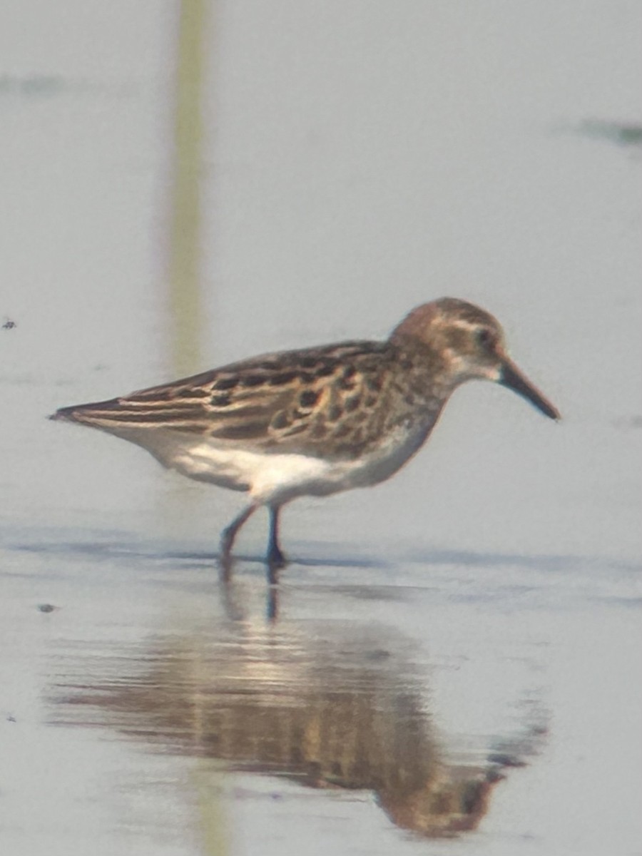 Semipalmated Sandpiper - Robert Irwin