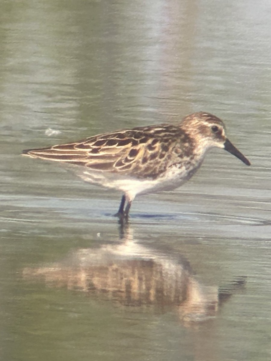 Semipalmated Sandpiper - Robert Irwin