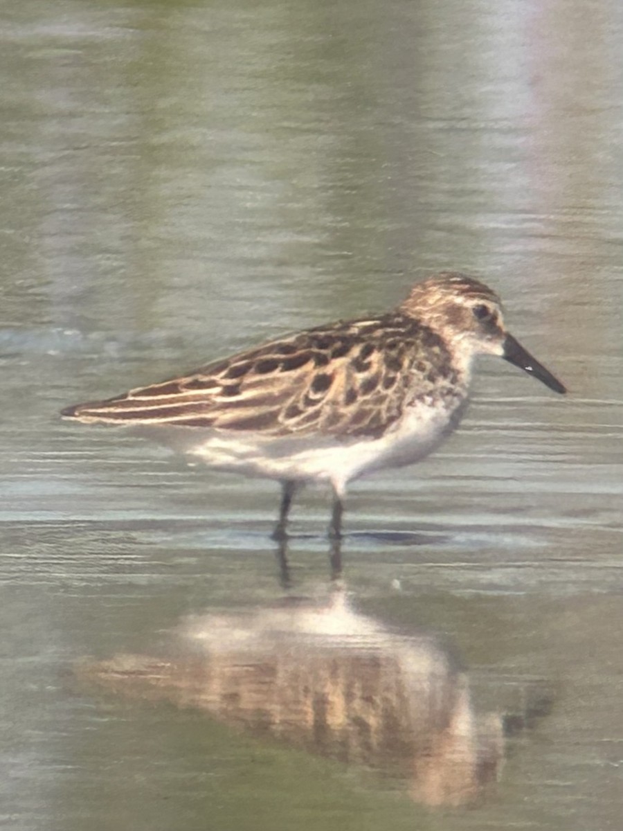 Semipalmated Sandpiper - ML620302035