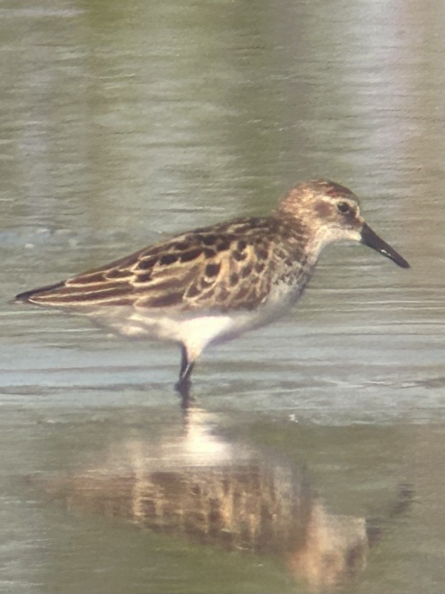 Semipalmated Sandpiper - ML620302036