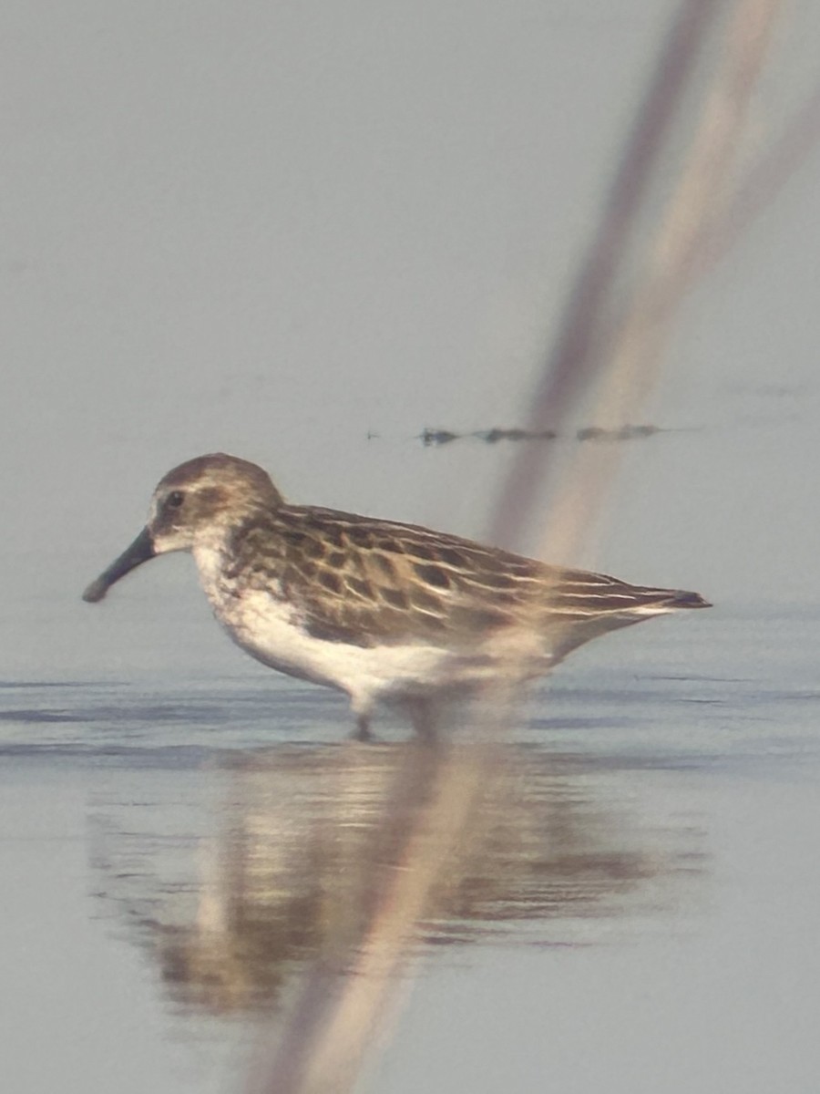 Semipalmated Sandpiper - ML620302037