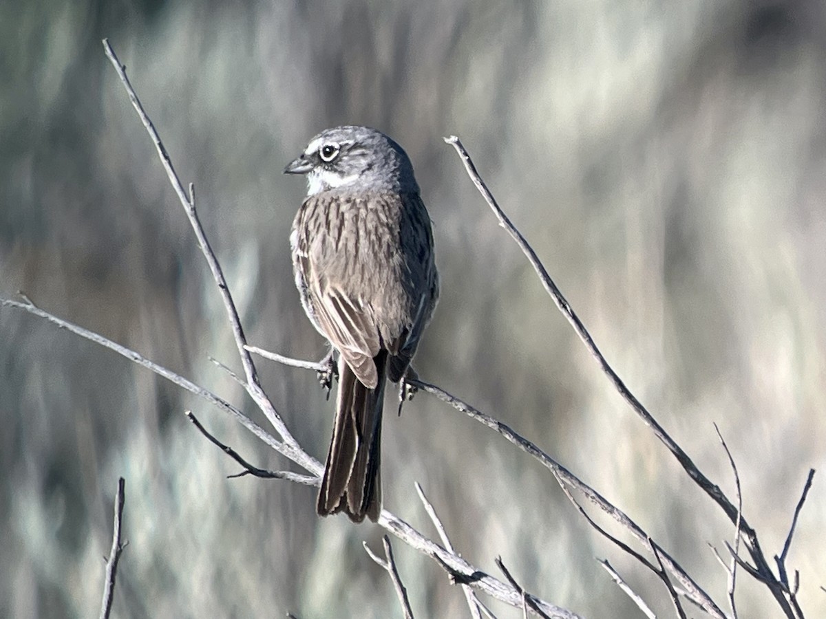 Sagebrush Sparrow - ML620302038