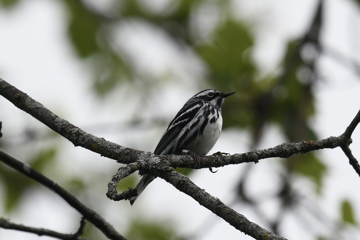 Black-and-white Warbler - ML620302040