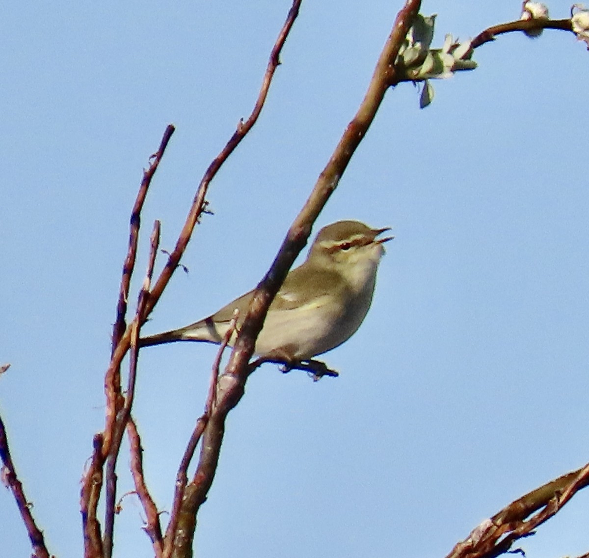 Arctic Warbler - ML620302043