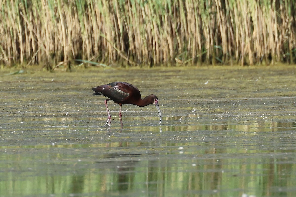 Ibis à face blanche - ML620302050